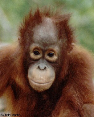 Orangutan from oranguan.org
